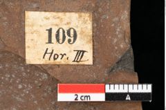 Foto (Detailansicht) von Equisetum ? sp. (NHMW-GEO-2024-0188-0109)